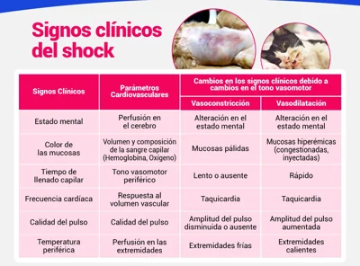 Signos clínicos del shock