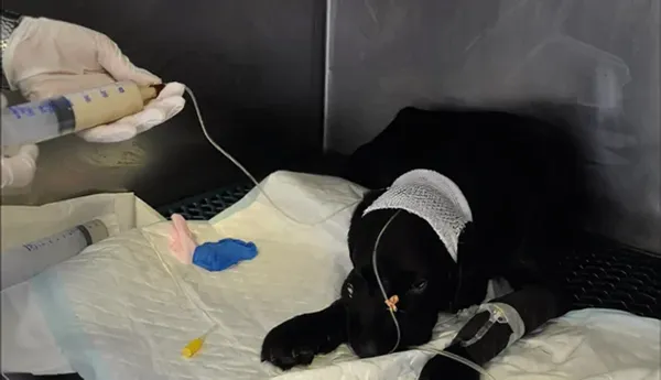 Perrito hospitalizado